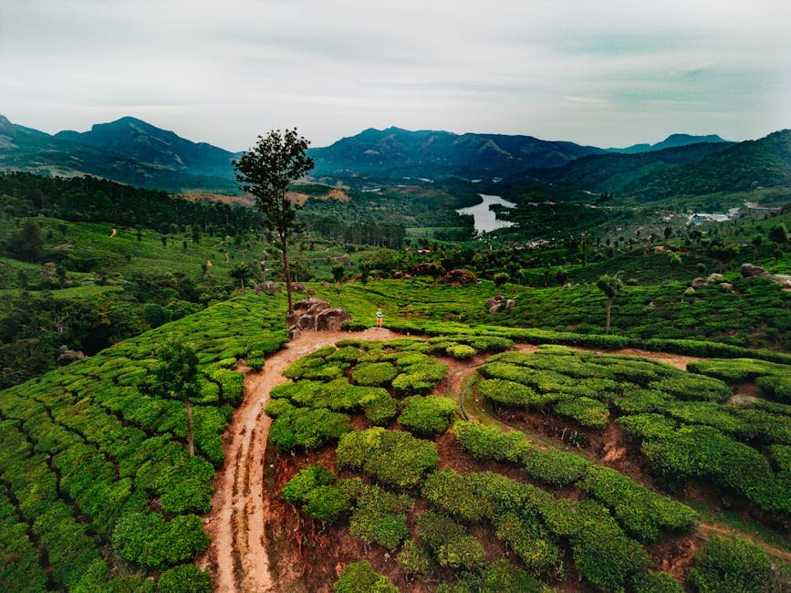 Aerial shot capturing the verdant tea plantations and rolling hills of Munnar, Kerala.