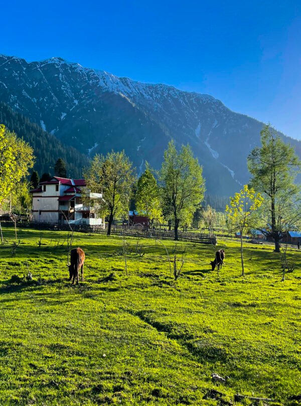 Kashmir 5 Days Tour Package