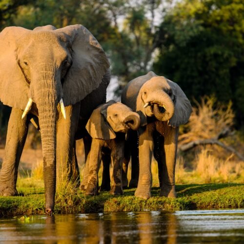 South Africa Wildlife Adventure