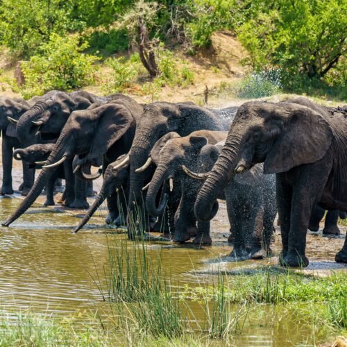 Discover Tanzania Safari