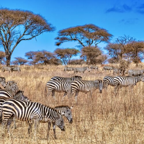 Africa Safari Escape