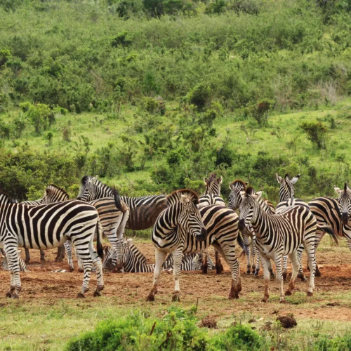 KENYA GRAND SAFARI