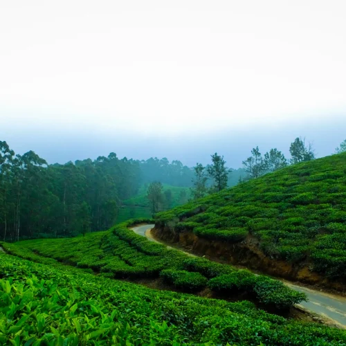 Wayanad Nature Escape