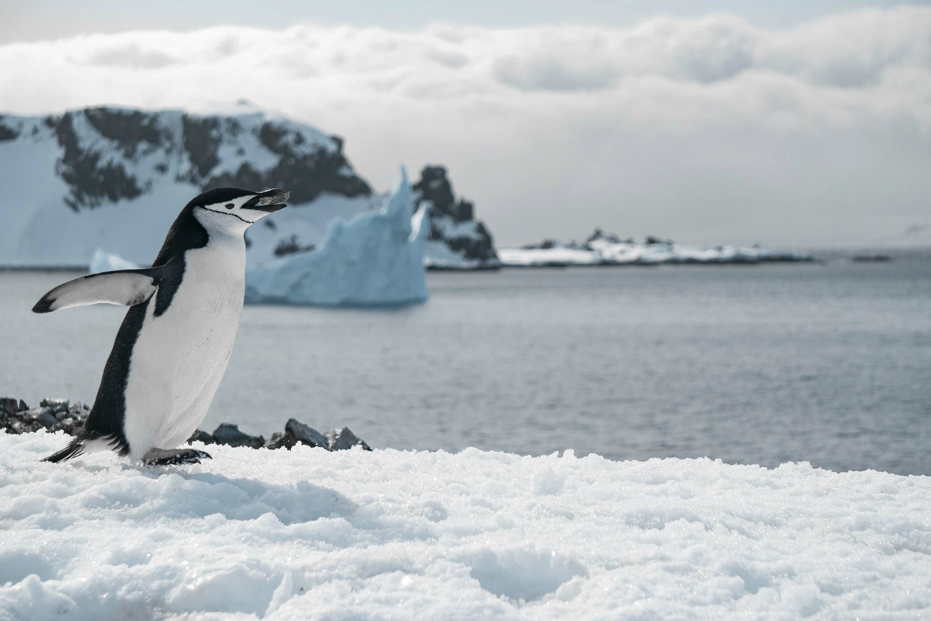 Antarctica