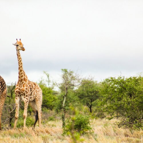Africa Explorer